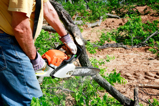 Why Choose Our Tree Removal Services in Rockdale, TX?